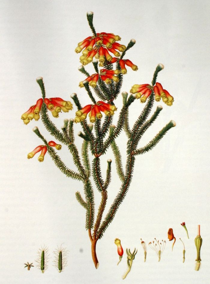 流芳百年！西方名作中的花卉简史