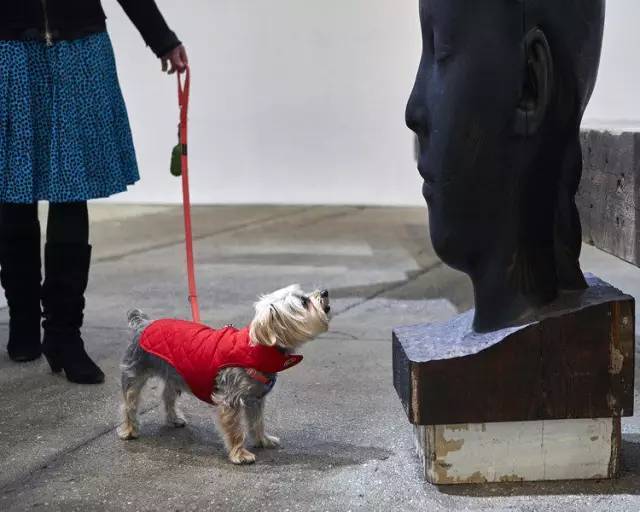“狗狗”也能策展？