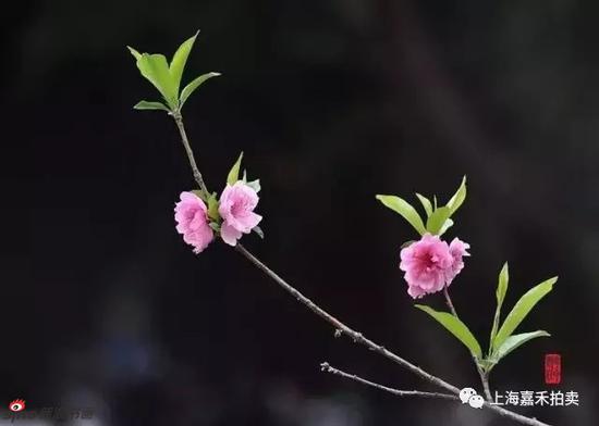 惊蛰时节｜春雷响 万物长