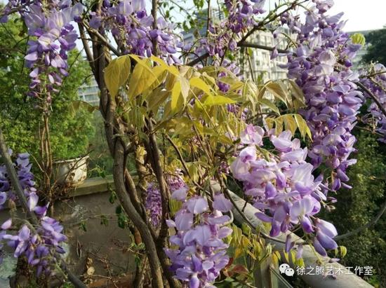 杨涪林花鸟画小品