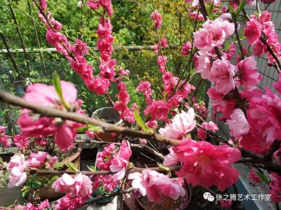 杨涪林花鸟画小品