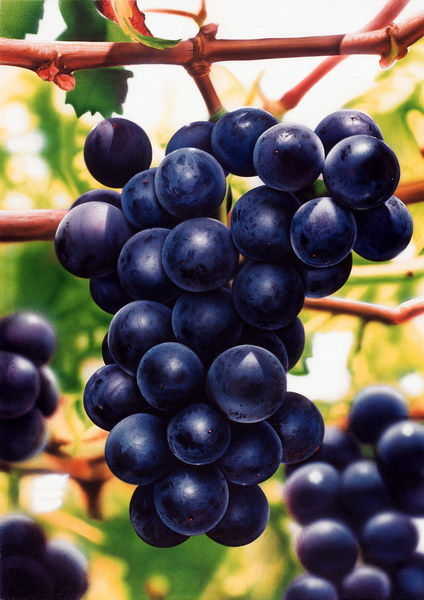 多姿桃多姿桃(dolcetto)国内又有叫多且多,多切托,是意大利北部的三大